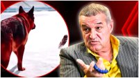 Gigi Becali, reac?ie surpriz? in scandalul de la Rapid - Dinamo: 