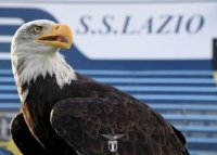 Lazio are o nou? mascot?: ar putea zbura de la meciul cu Lecce » Numele propuse suporterilor biancocelesti