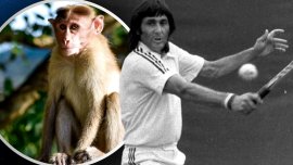 „Garaga?ele” lui Ilie N?stase în direct la TV: „A jucat tenis cu o maimu??!”. Cum i-a ?ocat pe francezi ?i (…)