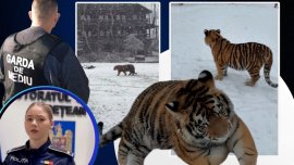 Reac?ia spumoas? a b?rbatului care de?ine un tigru siberian în Dâmbovi?a, dup? ce a fost s?ltat de Gard?. Povestea&nbsp;(…)