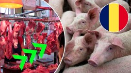 Pesta porcin? face ravagii în România: de ce nu reu?im s? sc?p?m de focare. Importurile au explodat. „Boala nu a&nbsp;(…)