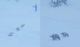 Trei ursule?i s-au „înscris” la proba de schi pe o pârtie din California: imaginile au devenit virale