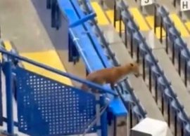 „Musafir” nepoftit înainte de meciul serii în Liga Campionilor » O vulpe a preluat rolul de „observator”