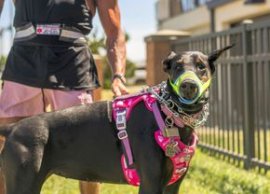 Starul din Premier League a pl?tit 35.000€ pentru un doberman antrenat, în fa?a amenin??rilor cu moartea