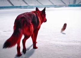 Câinele latr? la pan? » Dinamo, postare controversat? în a?teptarea meciului cu Rapid: „Ziua învinge noaptea”