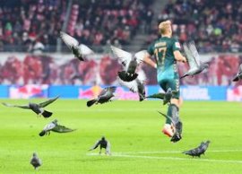 Stadionul de 5 stele unde st?pâni sunt porumbeii » Nimic nu are efect împotriva lor